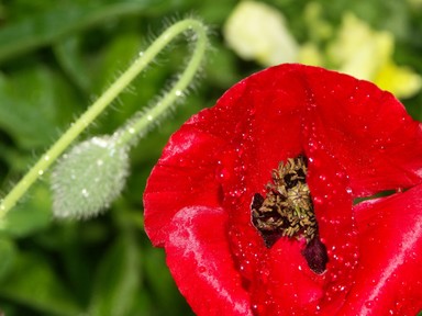  In my garden the soldier poppy reminds me of those who fought in the war..